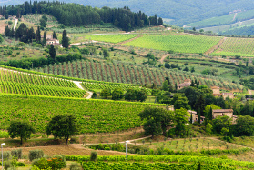 Chianti Afternoon Guided Tour - Chianti Tour - Florence Museum